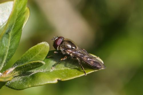 Réf. 216 528 : Platycheirus sp.